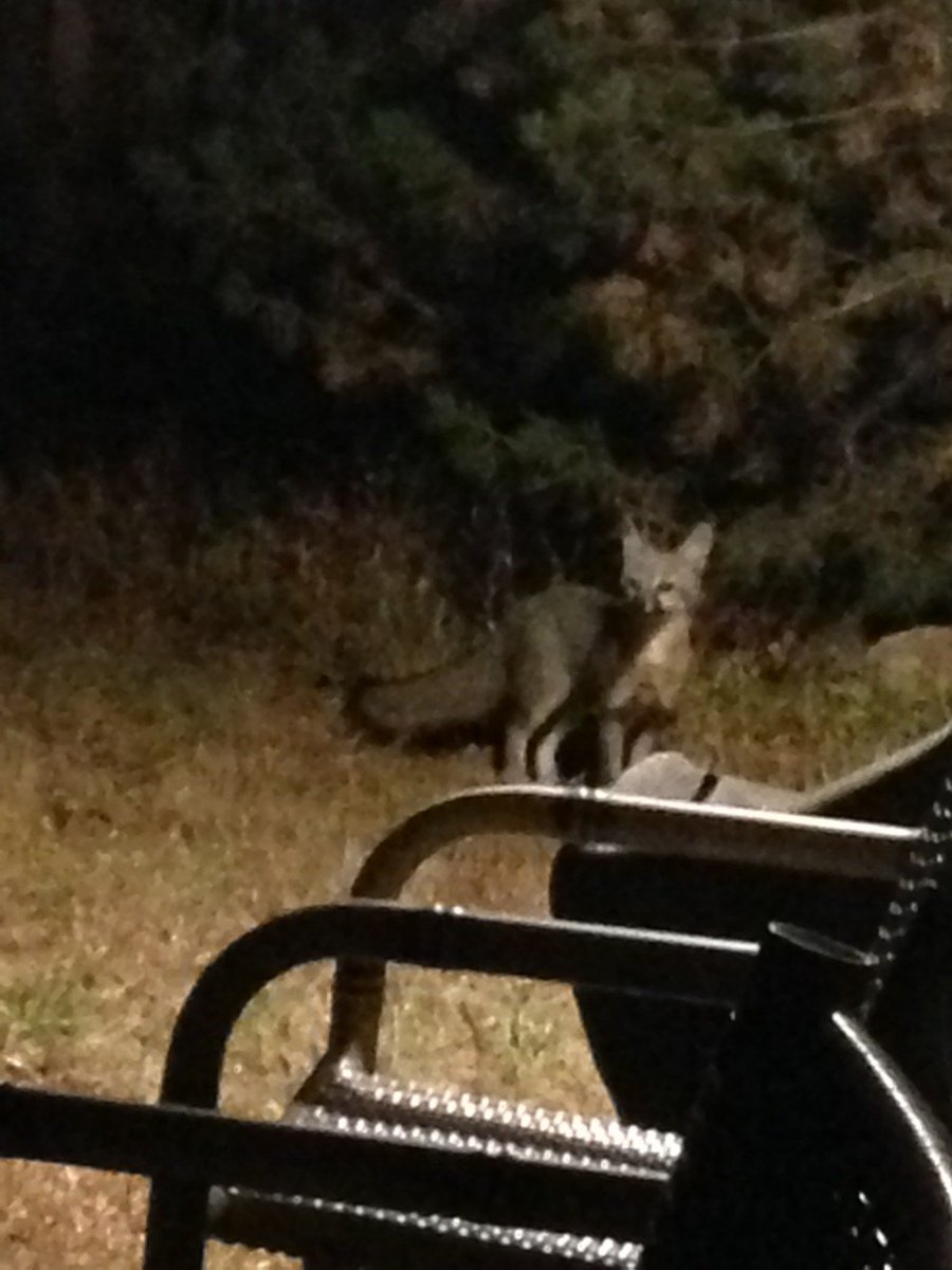 TexasWildEd's tweet image. If you build it,  they will come. texaswild.me/2016/07/02/if-…