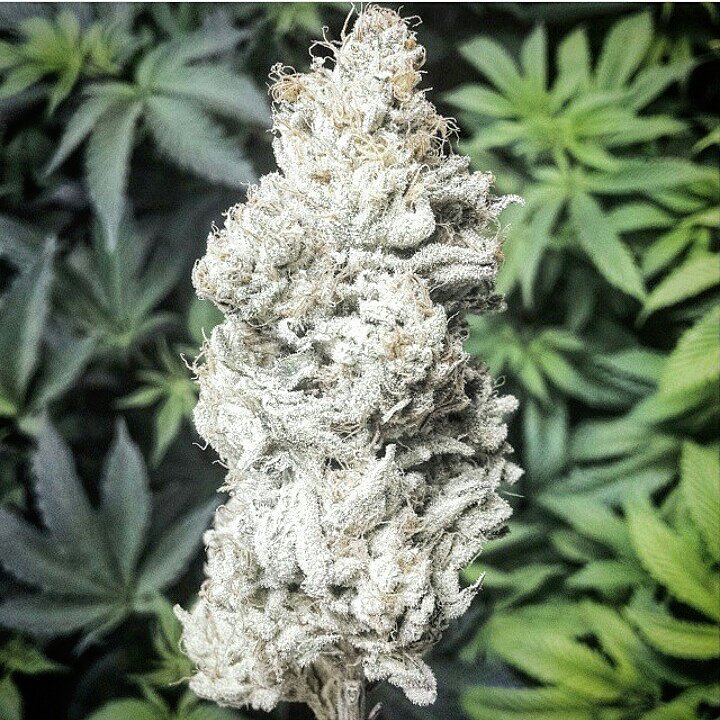 The original #Snowball is finally being released in September. Regular, m/F seeds. #EthosGenetics #ethosSeeds