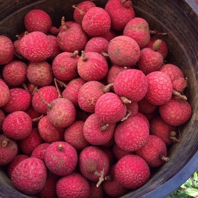 katlgreen's tweet photo. #lychee #fruit #harvest 🍒 #sweet &amp; #juicy #summer #abundance 😛  #litchi #liechee #liche #lizhi #lichee #love 🌳❤️ https://t.co/FqO6PCwPgZ