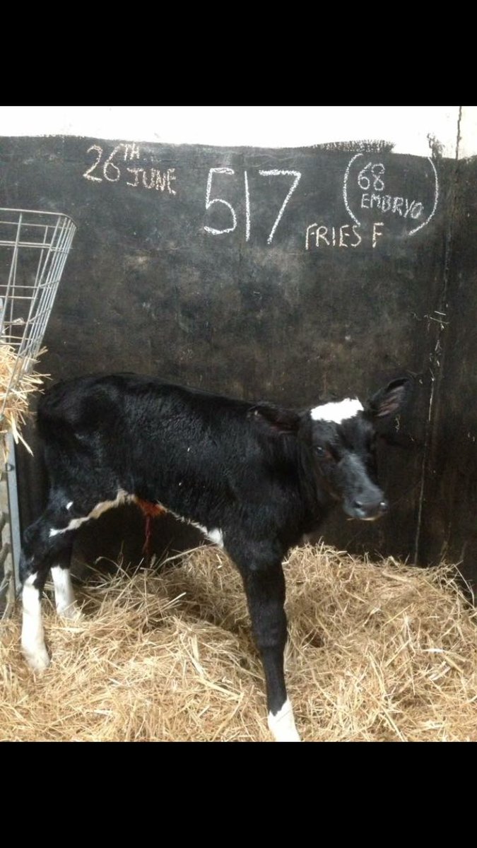 TyndaleET's tweet photo. Nancycross Racer Moss ET 
Sire:Clear-Echo Lexor Racer 
Dam:Nancycross Diamond Moss EX92 (Richaven diamond) https://t.co/uz2z678LrG
