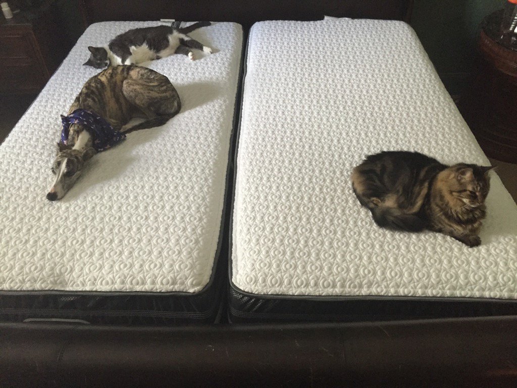 PhilCalandrino's tweet photo. Our new bed is undergoing careful testing and evaluation. https://t.co/IbcZctKjjm