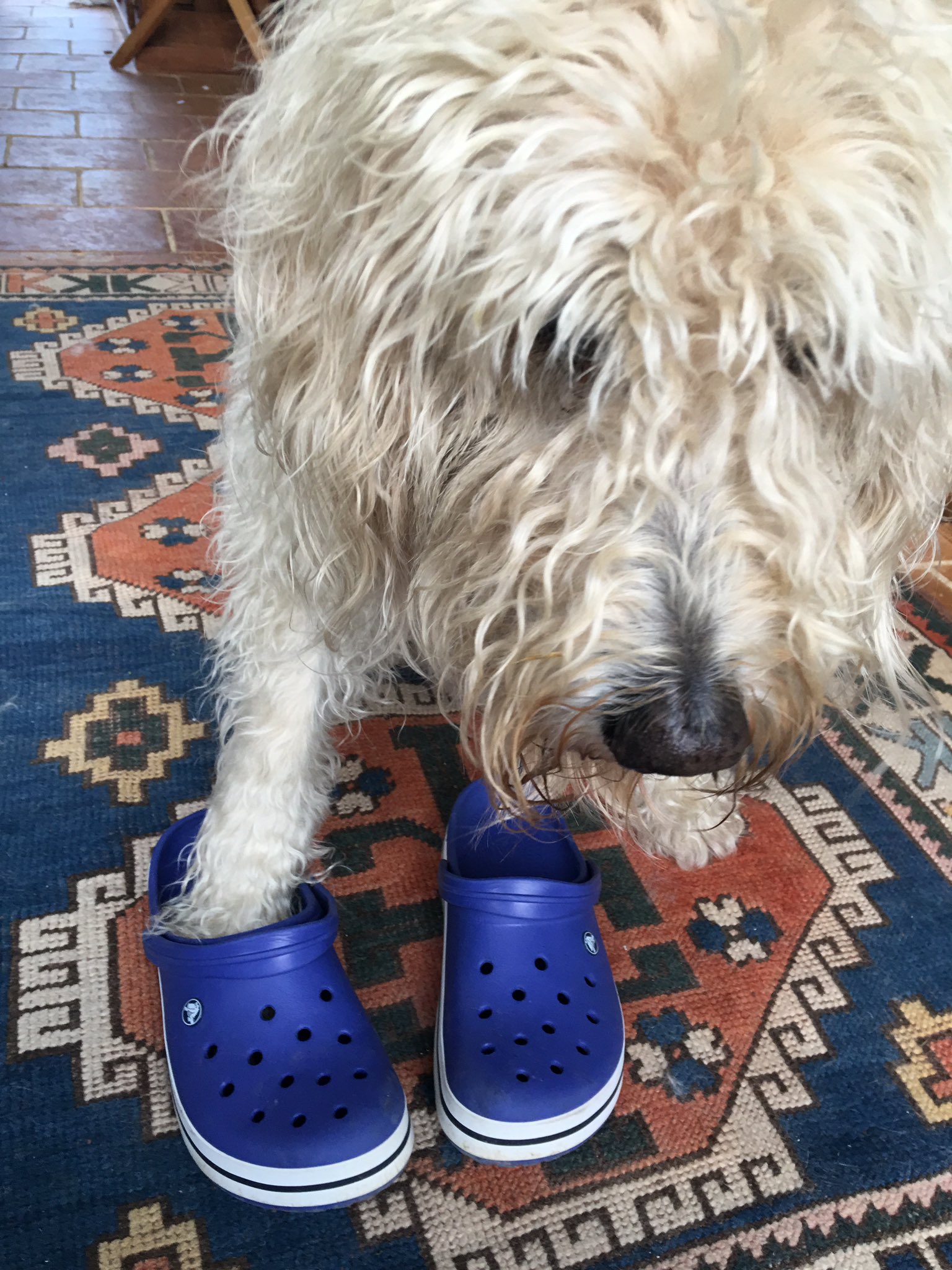 Goldendoodle jibbitz sales