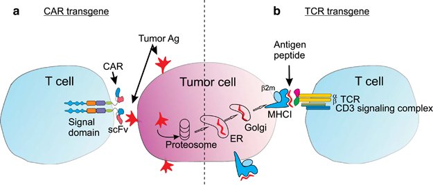 Labiotech_eu's tweet image. Key German Hospital and @MedigeneAG to start a Phase I trial in TCR Cell Therapy #cancer ow.ly/TKi9301PSel