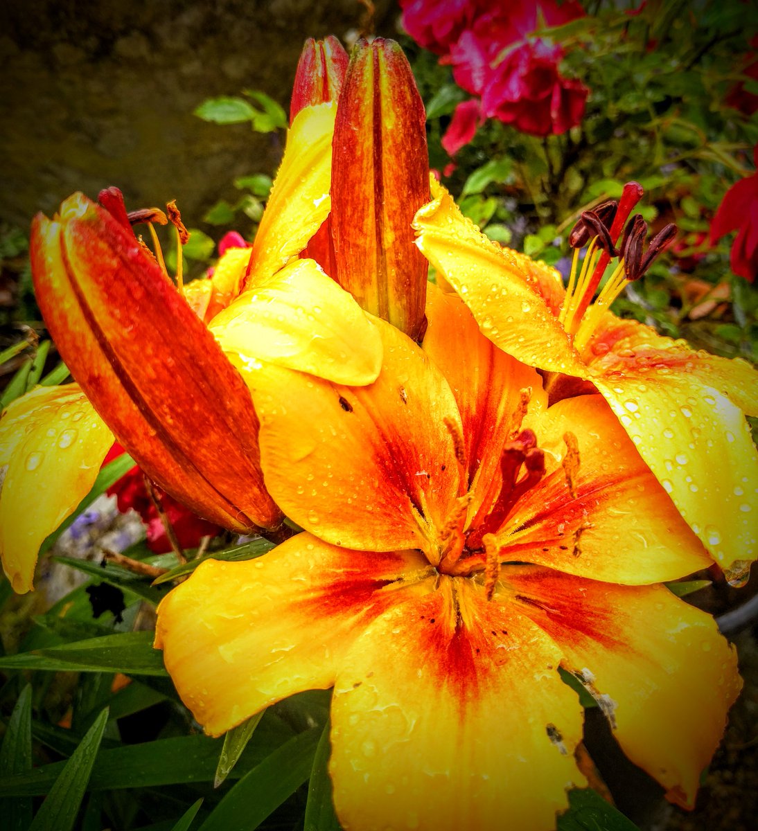 zakstanley's tweet photo. Rainy afternoon but the garden enjoyed it https://t.co/OhNHRVPePj