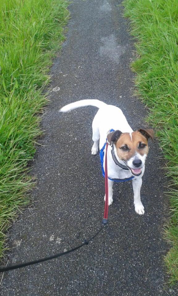 Colin is missing, Helsby 1st July 9 yrs friendly jack Russell.
Please share. Call Sue on 07581359944 @DoglostUK