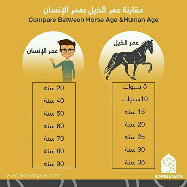 Horses Gate on Twitter: "مقارنة عمر الخيل بعمر الإنسان! @horsesgate #خيل  #بوابة_الخيل #فروسية https://t.co/0jzhDkPU41" / Twitter