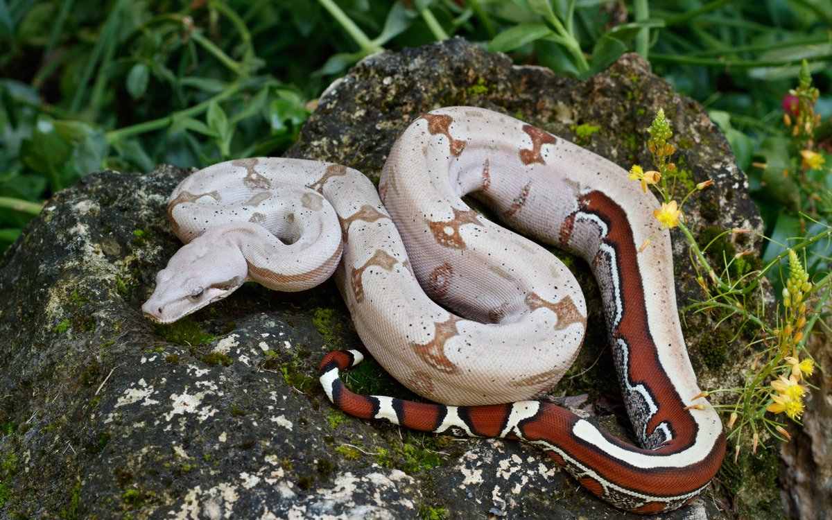ReptileInsider1's tweet photo. DA FREAK
#boa#redtailboa#4thOfJuly#boaconstrictor#reptileinsider#reptile#snake @SnakeBytesTV https://t.co/HGivbACyei https://t.co/l0SnkZueb2