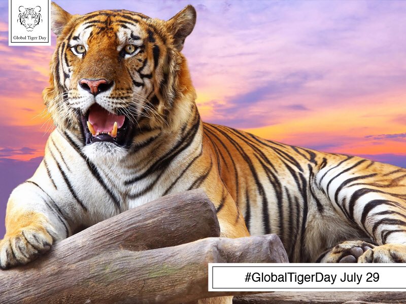 Global Tiger Day tweet media