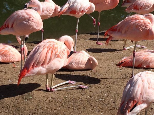 lamouca's tweet photo. Flamingos can bend their knees backwards! :) https://t.co/H293PL0vK3