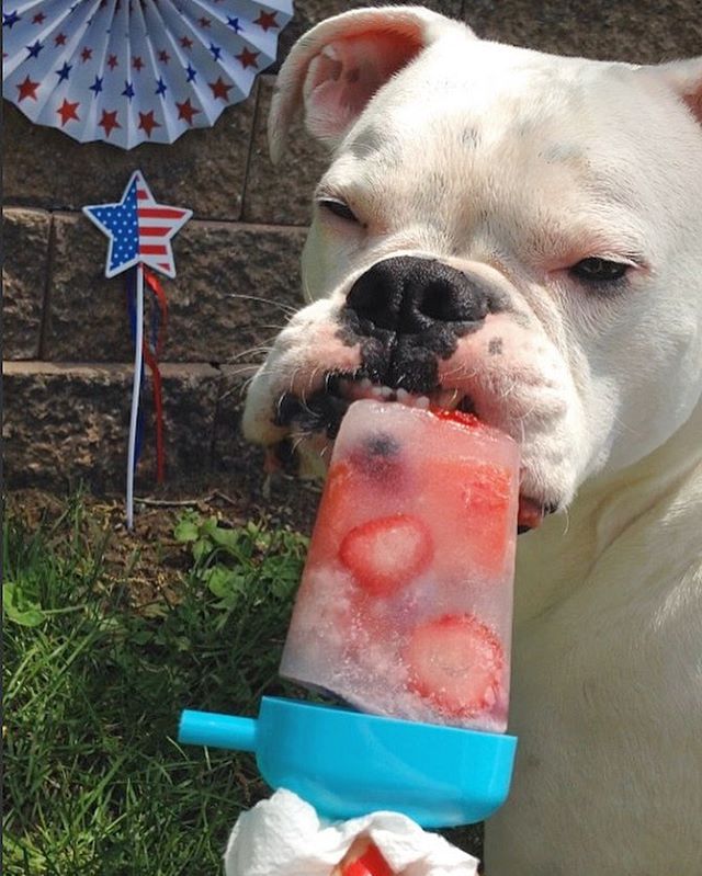 PetSmart tweet media