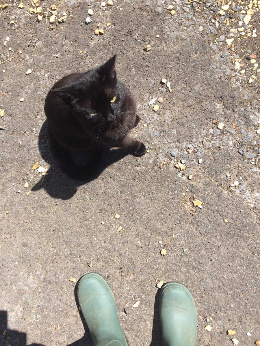 ScaredyCat77's tweet photo. @thecatreviewer black cat, affectionate but would suddenly hiss &amp; scratch. +8 for cuteness -2 for schizo tendencies. https://t.co/FMNzjqkif0