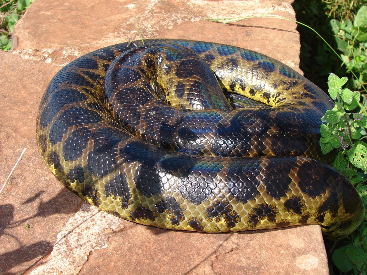 Boas en los Esteros del Ibera -