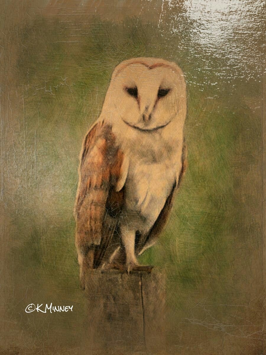 minneyb2k's tweet photo. playing on photolab app with some of my pics. #barnowl #gcgrebe #woodpecker #heron @bestofwildlife @norfolkphotos https://t.co/4WNqRHq0G3