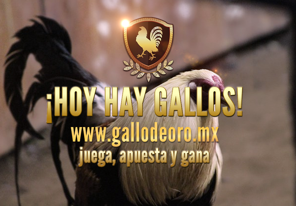 GallodeOro_Mx's tweet photo. Hoy transmisión abierta a partir de las 8:00 pm ¡NO FALTEN, LOS ESPERAMOS! #FelizSabado

https://t.co/dAnYaSH5LO https://t.co/ZNrKBp9H0o