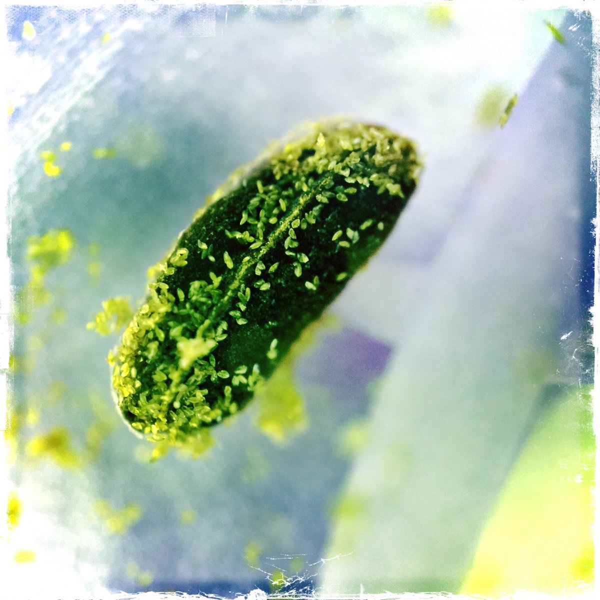 sixonefour's tweet image. Inside an agapanthus flower. #Nurugo #microscopeart