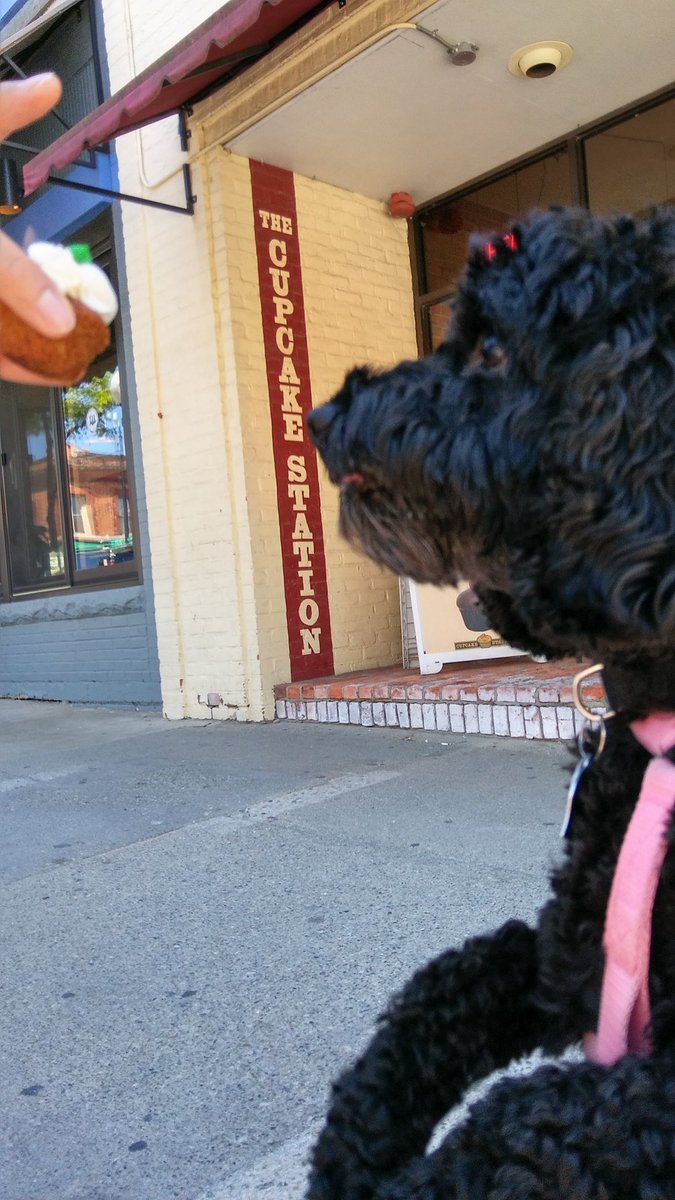 JecVog's tweet photo. I never go to #annarbor w/o getting Maggie a #pupcake but this was her 1st visit to the @CupcakeStation #maggieday https://t.co/fY7H7FFsr4