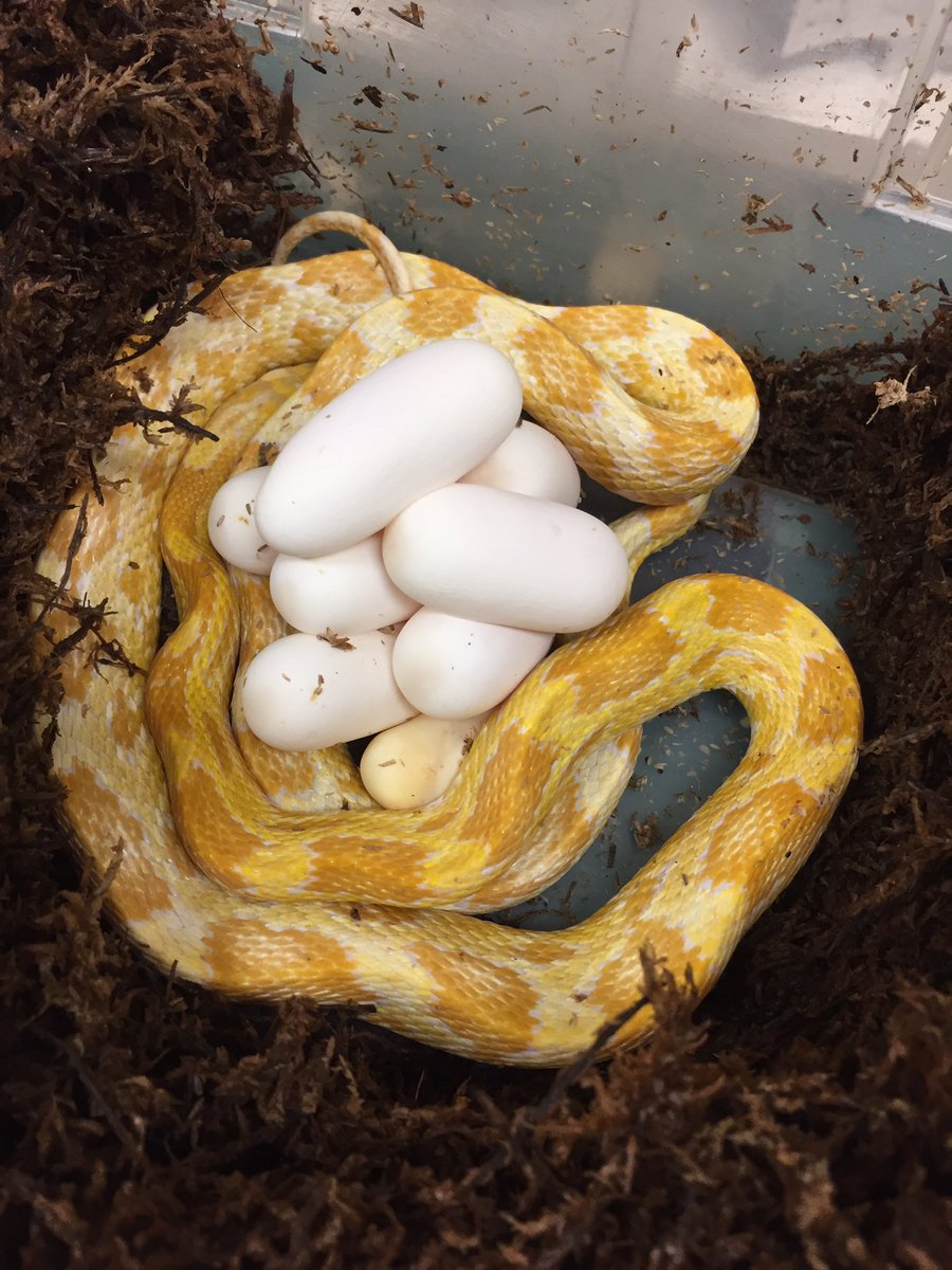 SnakeBytesTV's tweet photo. https://t.co/lghEl7S69H