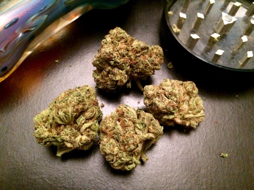 thecannaholic's tweet photo. π³ππΌπ₯ #favoritestrains #GORILLAGLUE #indaCLOUDS https://t.co/51Xre1dHn2