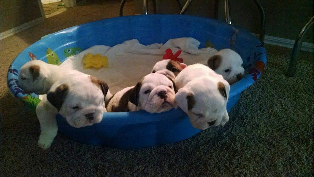 Xtremleyblessed's tweet photo. @SM_Kennels now has English Bulldog Puppies #ReallyImThePlug #BullyQueen 💪🏾🐶👑 https://t.co/jn0Q4GhP69