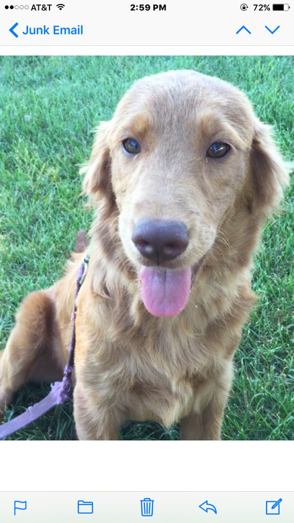 Dallas arrives next Friday from Kentucky!  Hope he's a keeper