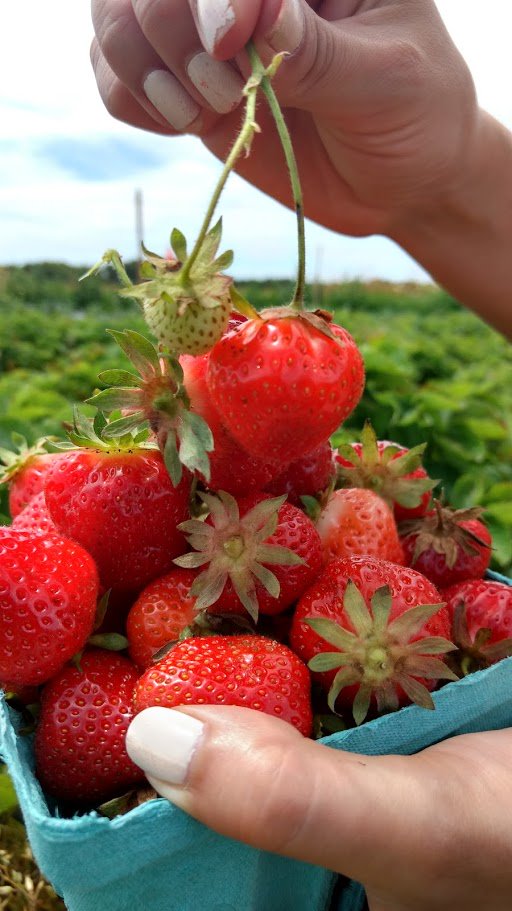 anushi_garg's tweet photo. A beautiful day for Strawberry picking!! @bartlettfarms @nantucket https://t.co/CQ4ATyHeru