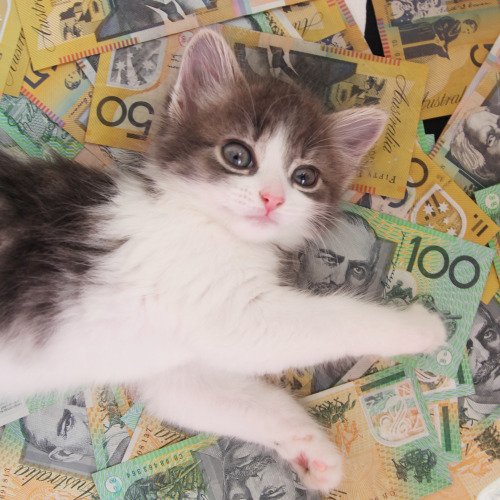 purrivilege's tweet image. I'm fluent in being rich