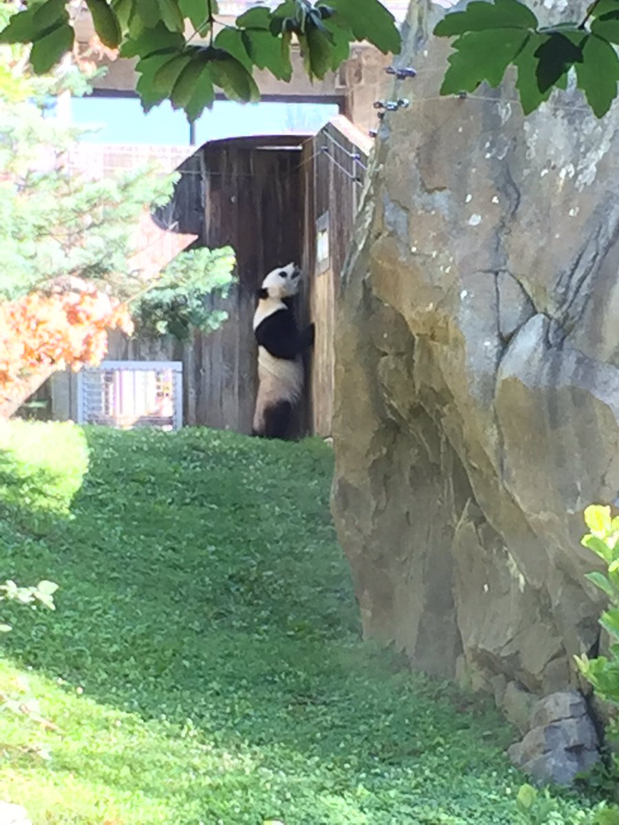Another great day at da zoo with @houseofcubs <a href="/BaoBaoPanda/">Bao Bao</a> <a href="/MommyMei98/">Mei Xiang Tian</a>