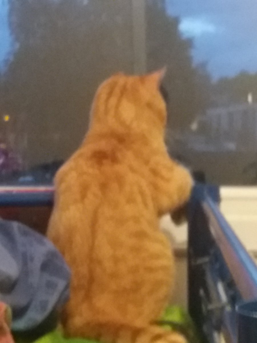 Oneviolentkitty's tweet image. Thinking of an escape plan !