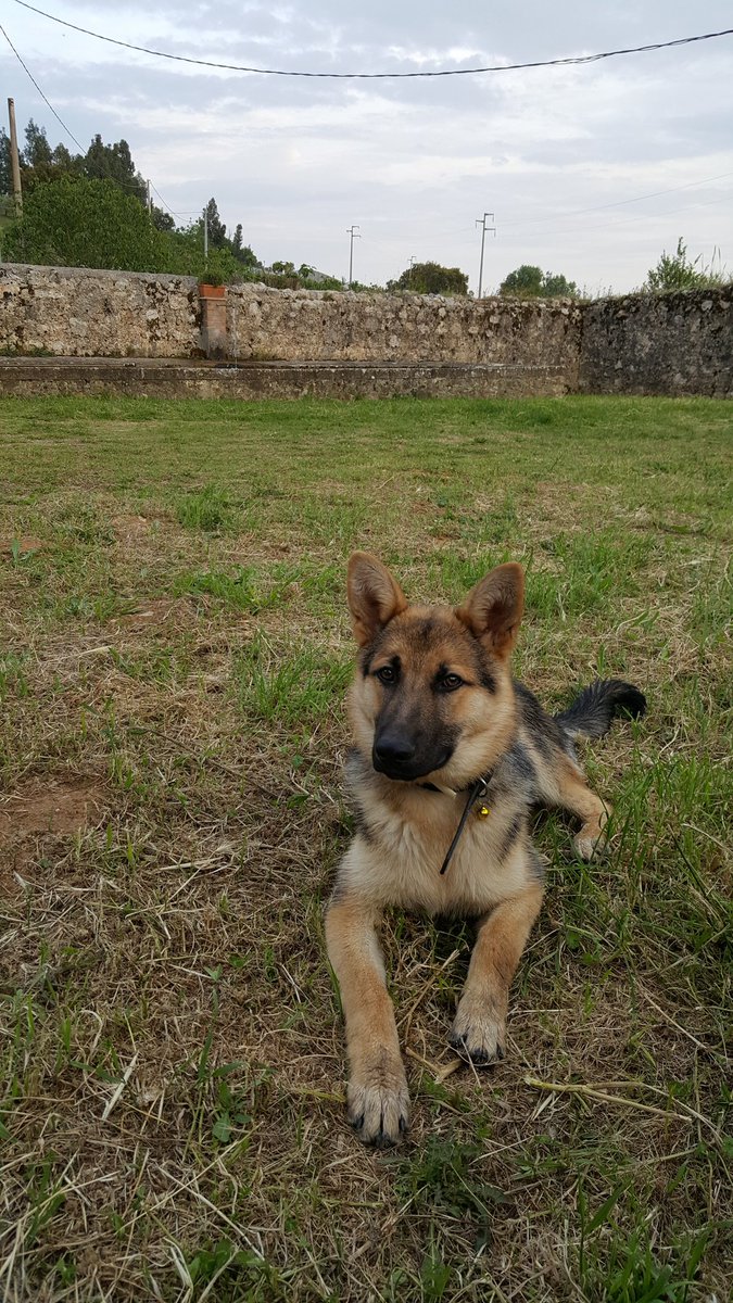 EmaAmicucci's tweet photo. Almeno uno in famiglia ha vinto.
#GermaniaItalia #ita #GERITA #EURO2016 #eurokzero https://t.co/wos58sNLyb