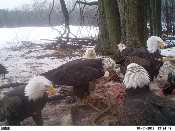 Trail Cam Nation tweet media