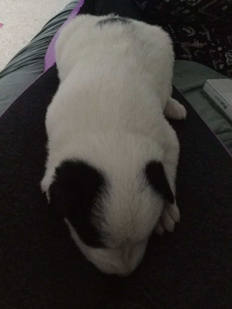 Got a new puppy😍✨