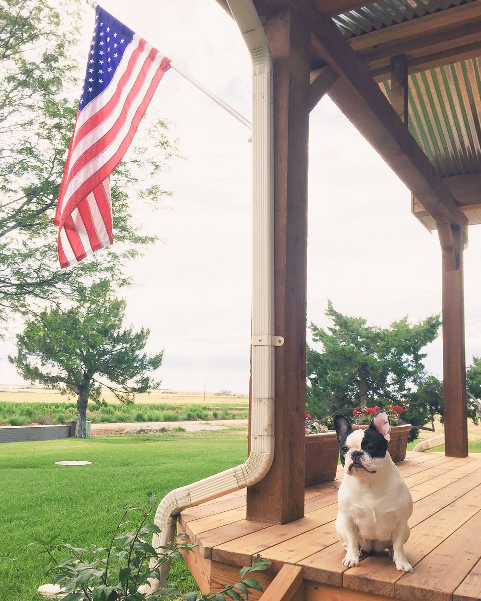 kyleedeniz's tweet photo. "#Mercia, Iz ready to celebrate your birfday. Where the #pawty?" - #HalletheFrenchie #4thofJuly #frenchieprobs https://t.co/tkDbAfQZRw