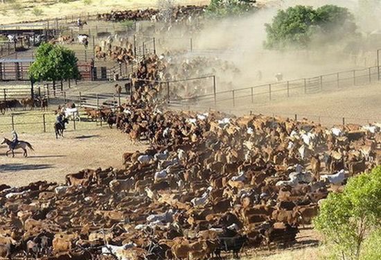 MerlinDaniel4's tweet photo. How people are after meetings. #PCNAK #PCNAK2016 #Texas #cattleherd https://t.co/xvMWm5pTMl