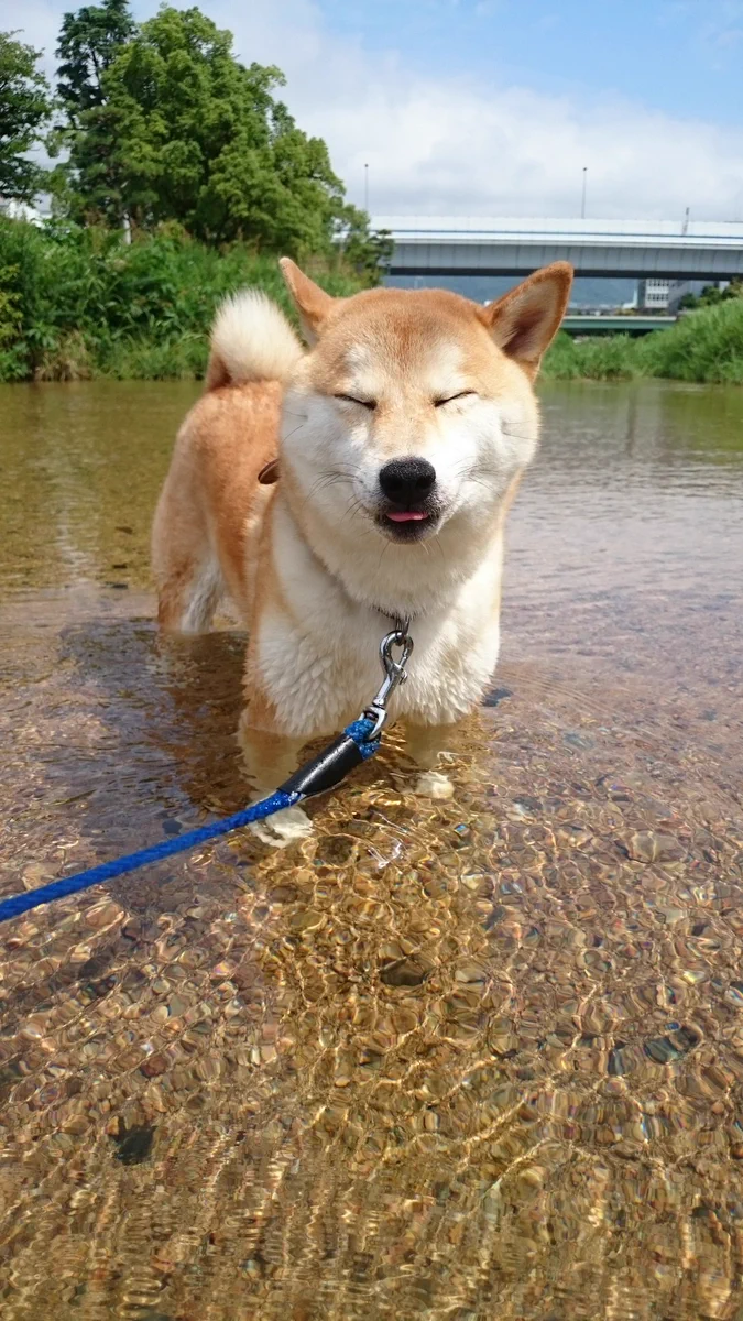 水嫌いなワンコにはお気の毒な納涼スナップで癒されるwww.