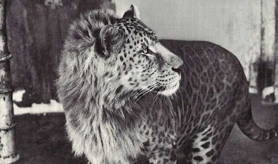 dixidixerunt's tweet photo. #Leopons  is a cross between a leopard and a lion. Leopons were found to be sterile unless they mated with liguars https://t.co/eddUzpoj5N