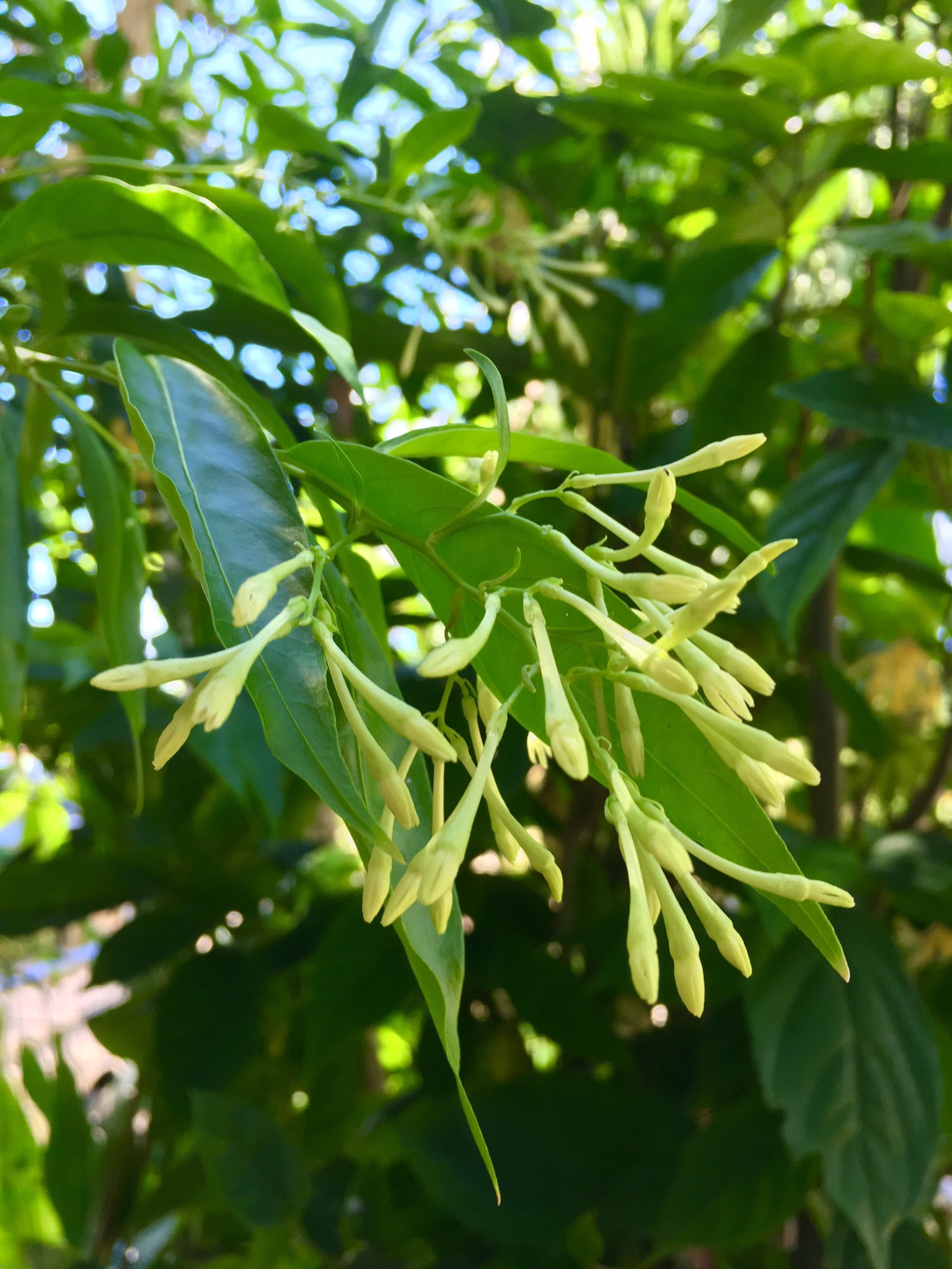 Jalan Arts 石垣島 ヤコウボク 夜香木 が満開 英名 ナイトジャスミン 花言葉 高貴なこころ ナイトジャスミン ヤコウボク 石垣島 八重山 夜の花 T Co Rn1ls8x0rp Twitter