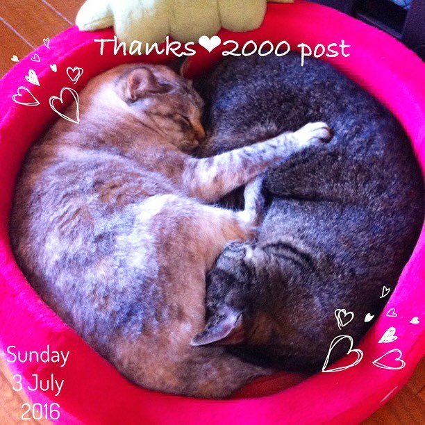 mutsumi1228's tweet photo. #2000post ๆ็จฟใ2000ใในใใซใชใใพใใ๐๐ ใใคใใใใใญโก&ใณใกใณใใใใใจใใใพใใใฃใ๐๐ฝ๐ฝ๐ (ใกใชใฟใซใใฎๅ็ใฏใ๏ผๅนดๅใฎใใฎใงใใใพใ ใคใณในใฟๅงใใฆใชใ้ โฆ https://t.co/0OaRhhU3Xt https://t.co/EldsndaXIa