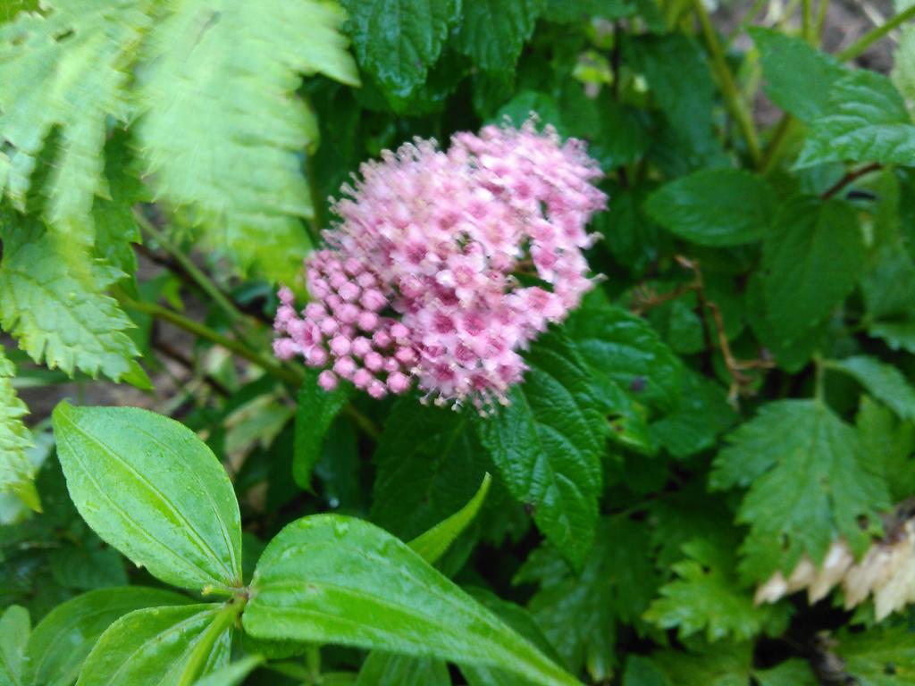 Miiyumiyu 只今伊吹山 T Co J0y43dctds Twitter