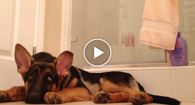 wearilesscom's tweet photo. This Dog’s Reaction To His Dad Singing Is Too Cute For Words
https://t.co/7xWnwGnWE9 https://t.co/MedcDTqCy9