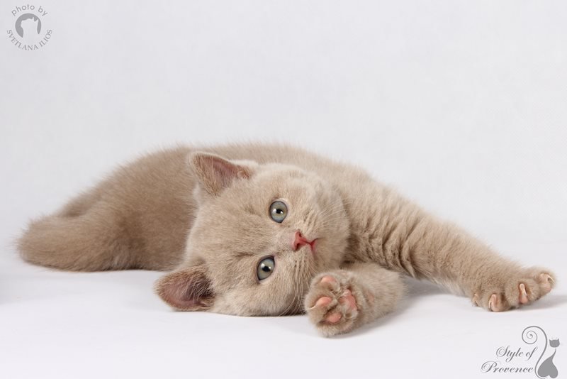 ILIOSCATS's tweet photo. Британские #котята окраса #fawn - это #песочек на берегу #океана
ждем в гости - https://t.co/RB57A2TnFA https://t.co/qSr8o1Yz5w