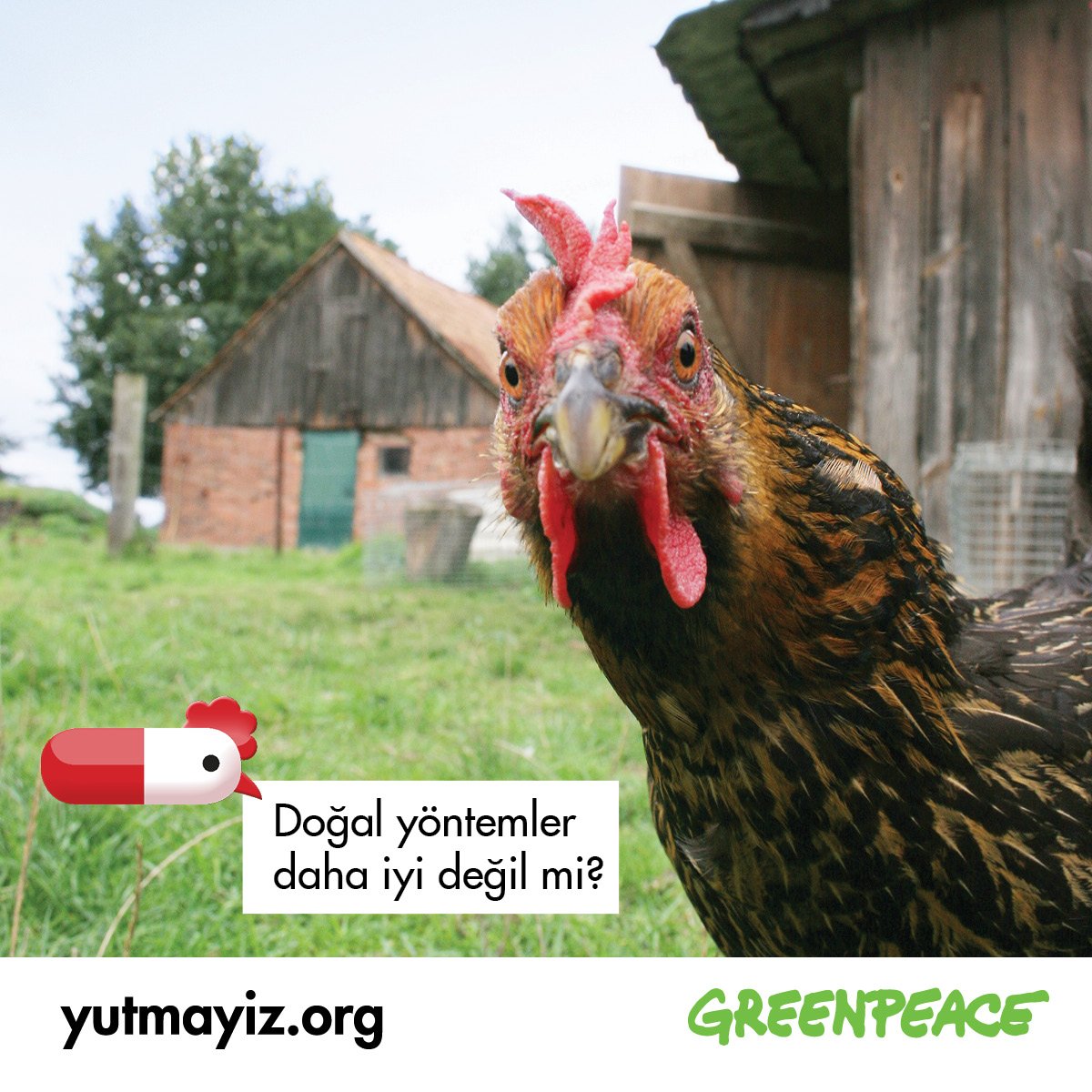 Ekolojik yöntemler varken endüstriyel tavukçuluk dünyayı ve sağlığını tüketmesin! >> bit.ly/29wV00F