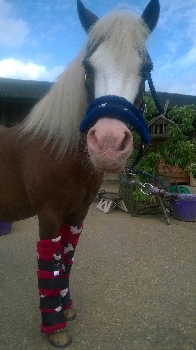 WelshSectionA's tweet image. 😘😘😘 ready for the NMRC show in Waltham cross good chance of Equifest or CT rider xxx 💖 my smart boy best thing ever