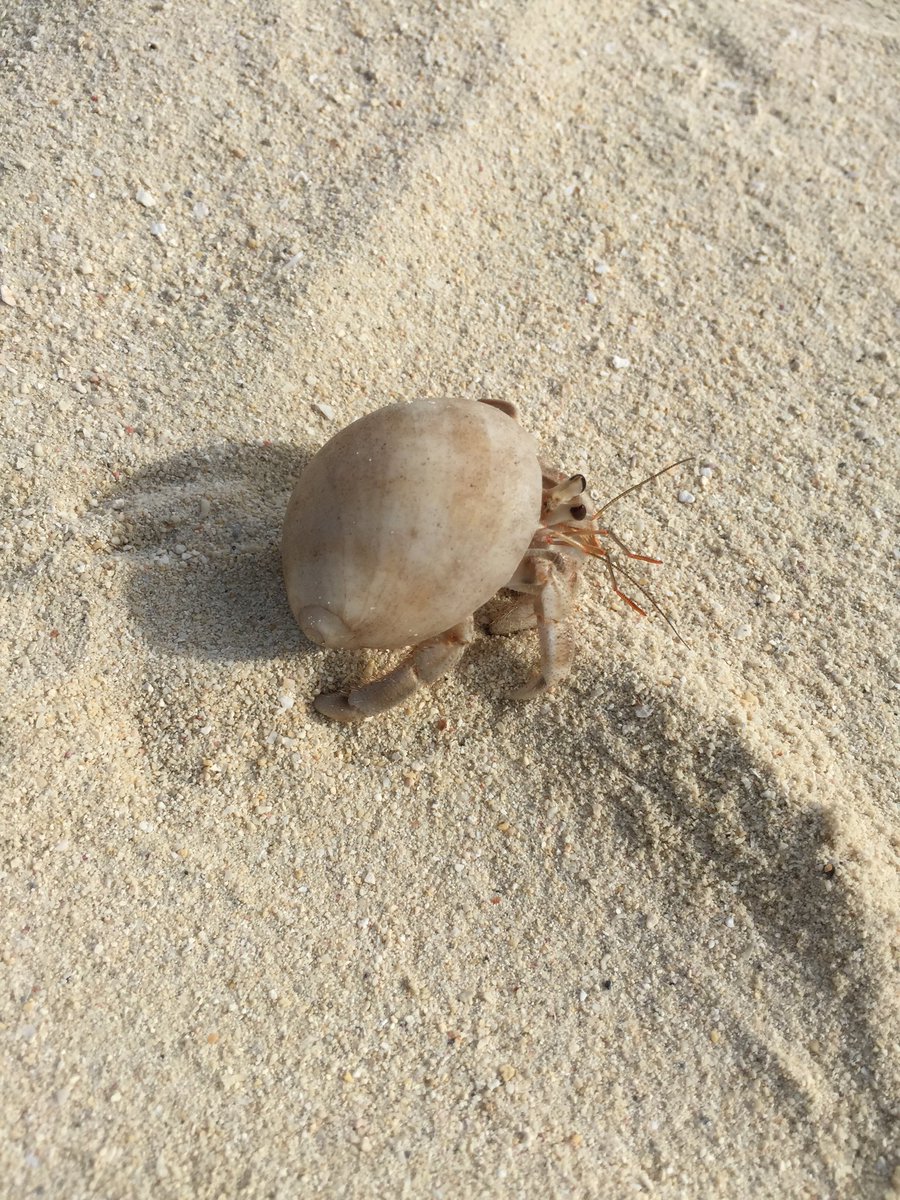 ana_ramirez8's tweet photo. Has anyone ever wondered why they come out when you say "duk duk?" #isitscience https://t.co/bq6nVAxyOo