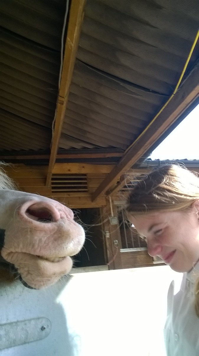 WelshSectionA's tweet image. Love this gorgeous boy forever.. change of plan not going NMRC show 😑😢 shame my gorgeous boy would do good x GLE xx