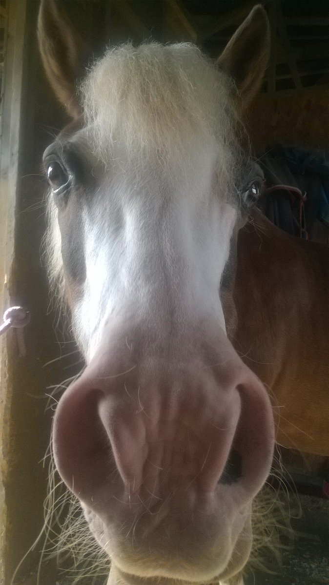 WelshSectionA's tweet image. Either seeing if I'm OK or if he is begging for treats XD 😘😘😘😘😘🐴🐴🐴🐎🐎🐎💖💖