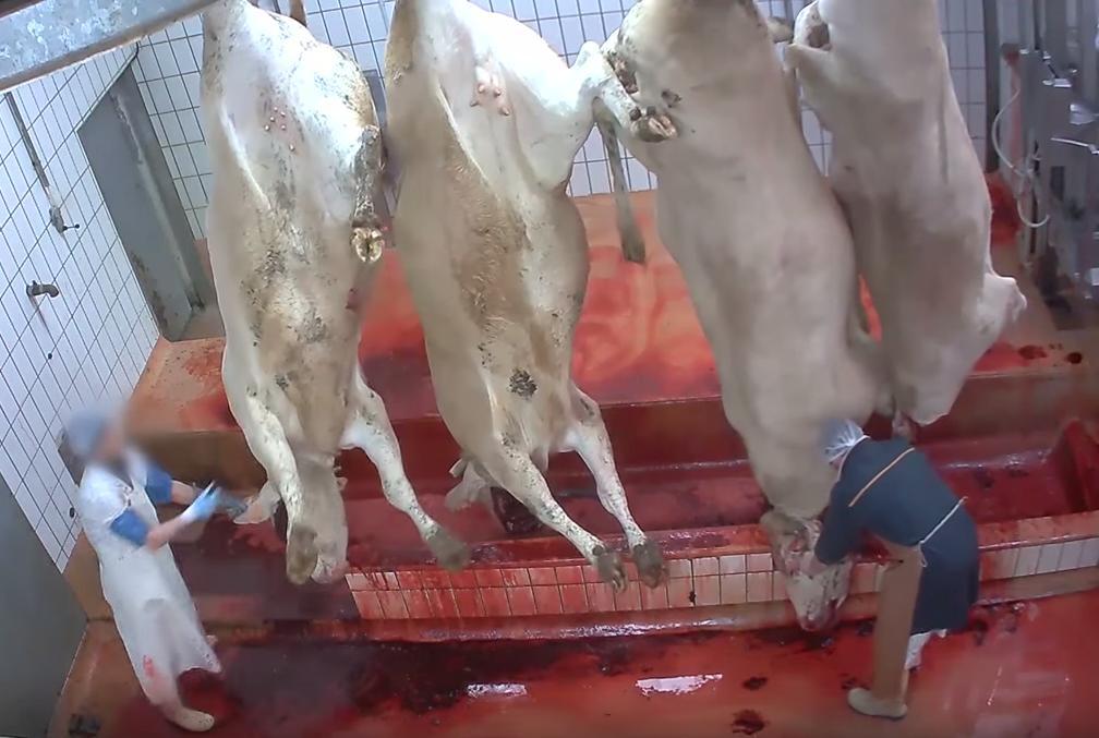 MarianneleMag's tweet photo. Souffrance animale : l'alliance du Capital et du Religieux https://t.co/VAMJlKKpda https://t.co/0Sd1OiHUcx