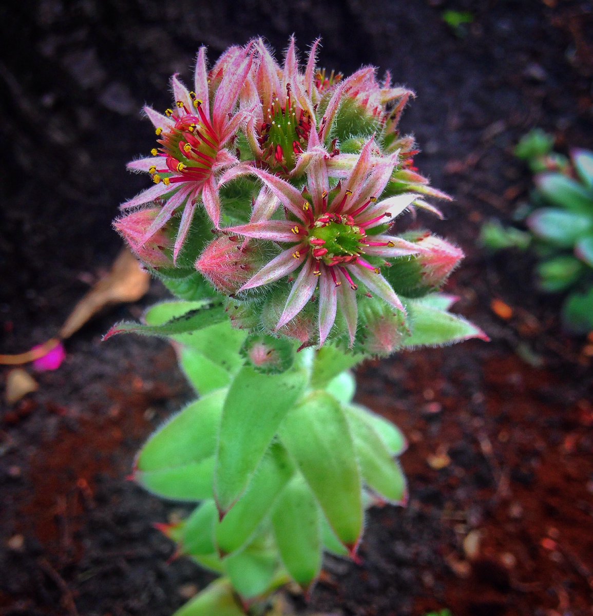 Look who flowered & bloomed! #plantbuddy #chicksandhens #flowers #nature #garden #yeg #edmonton #succulent