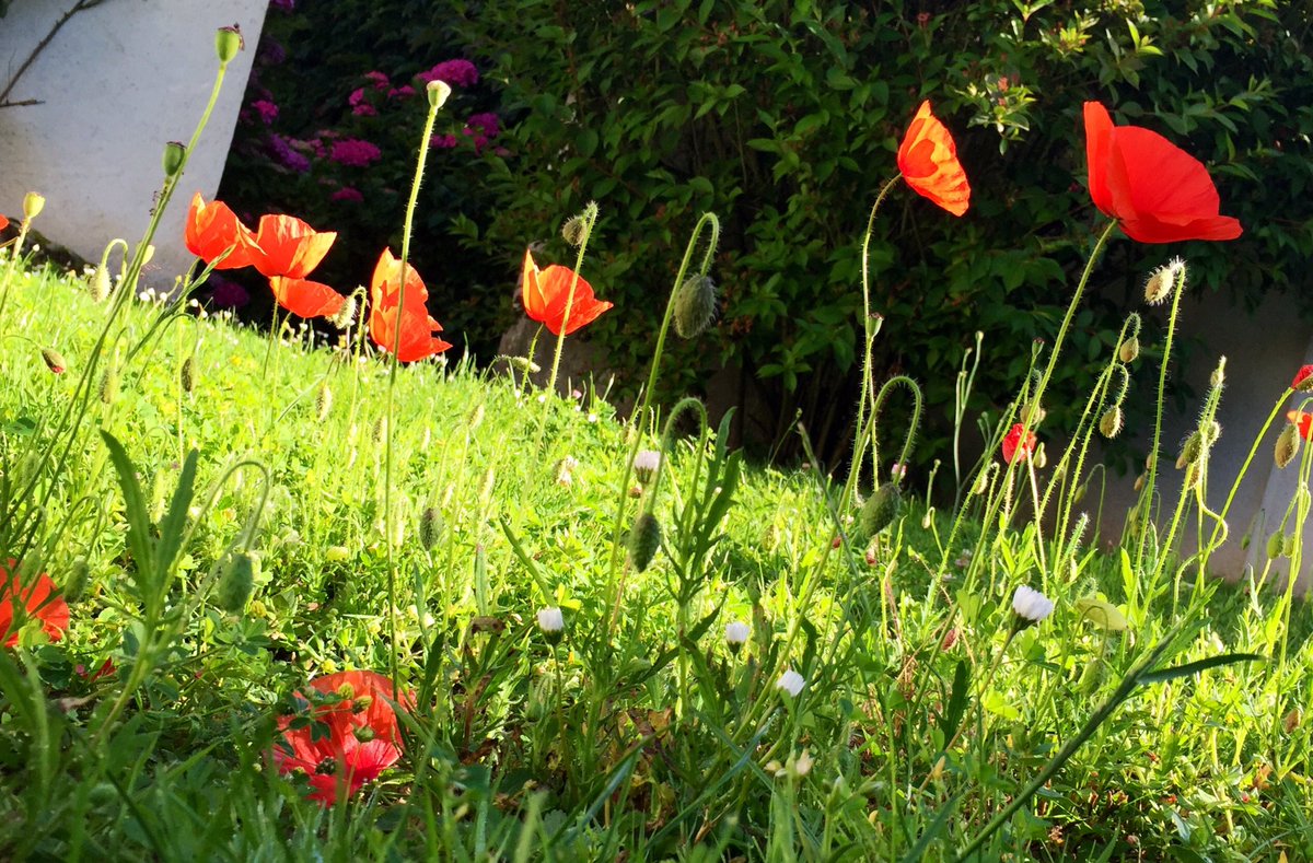 Laurent_Villard's tweet photo. Wake up it's a #beautiful #morning ! 🎶☀️ #poppy #flower #sunnyday #arthur #invisibles #selenia #betameche #maltazard https://t.co/WIB35HKy9S