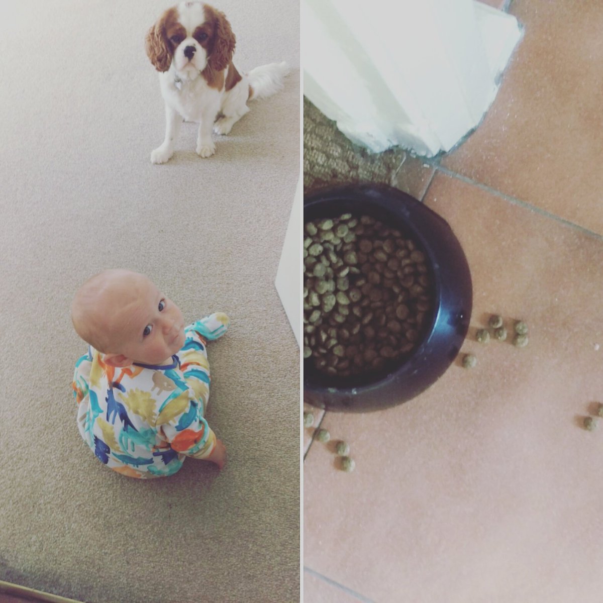 Honestbump's tweet photo. Can you guess the subtitle?! Crawling &amp; dog food are your clues #KeepingMeOnMyToes #BabyLedWeaning 😂 https://t.co/fCn5wmfmeN