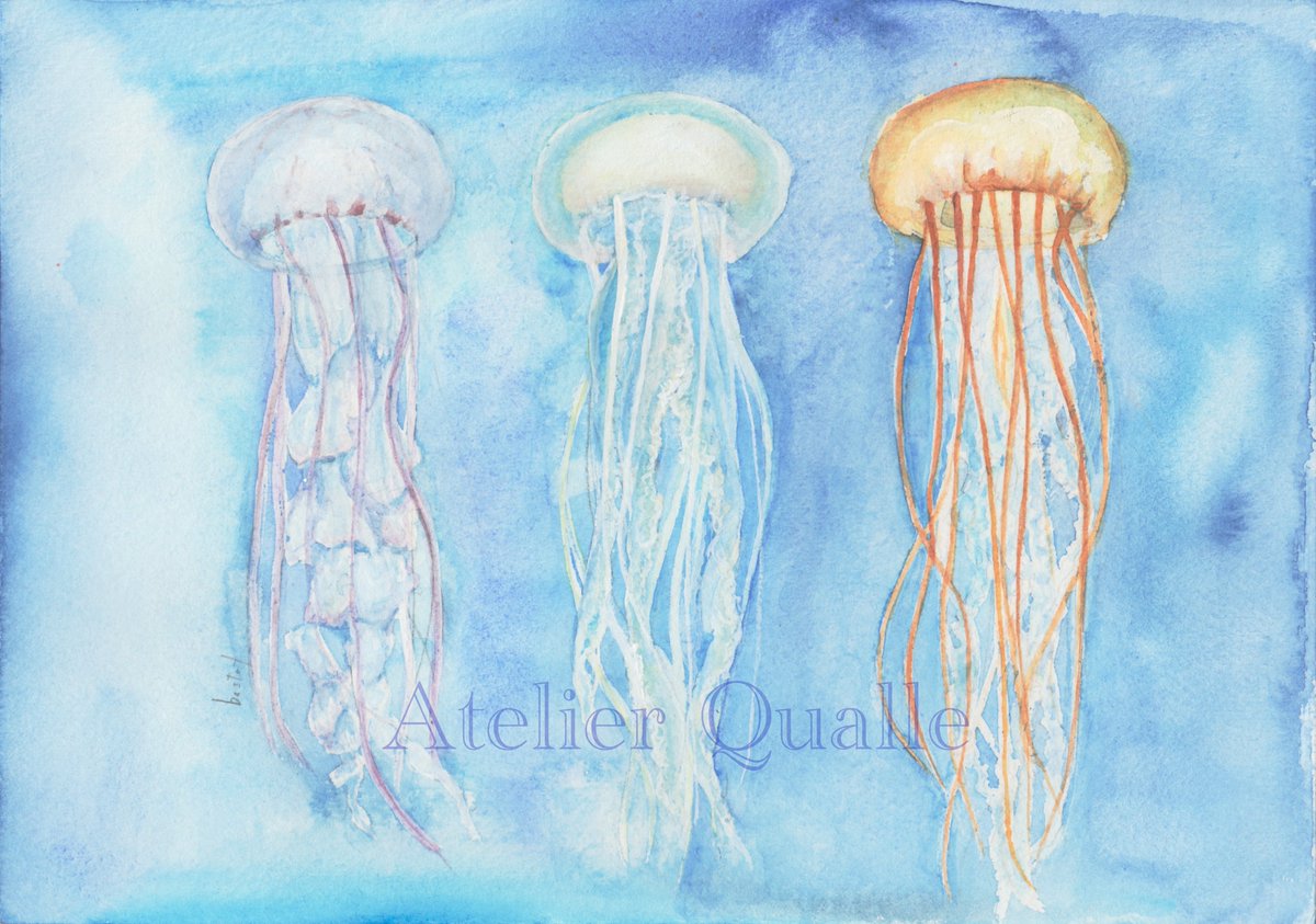 あとりえくらげ 水彩やっと完成しました 夏っぽく透明水彩メインで クラゲさんの種類は 左からパープルストライプドジェリー アトランティックシーネットル パシフィックシーネットルです 水彩 クラゲ T Co U3gxbmzefo Twitter